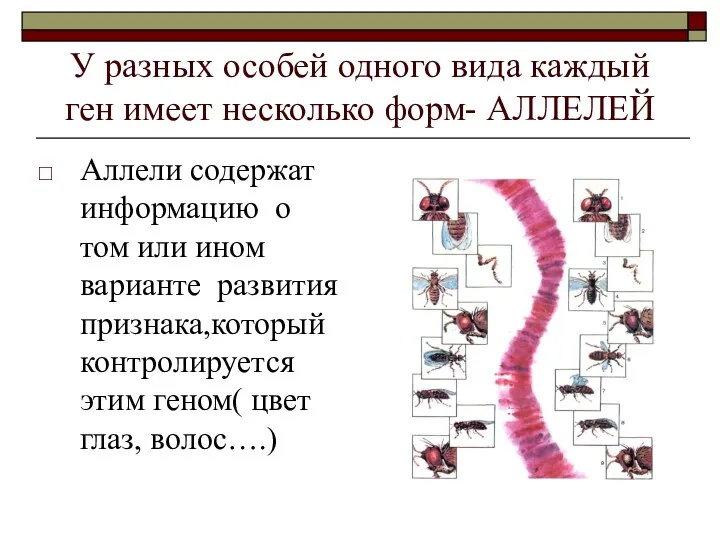 У разных особей одного вида каждый ген имеет несколько форм- АЛЛЕЛЕЙ