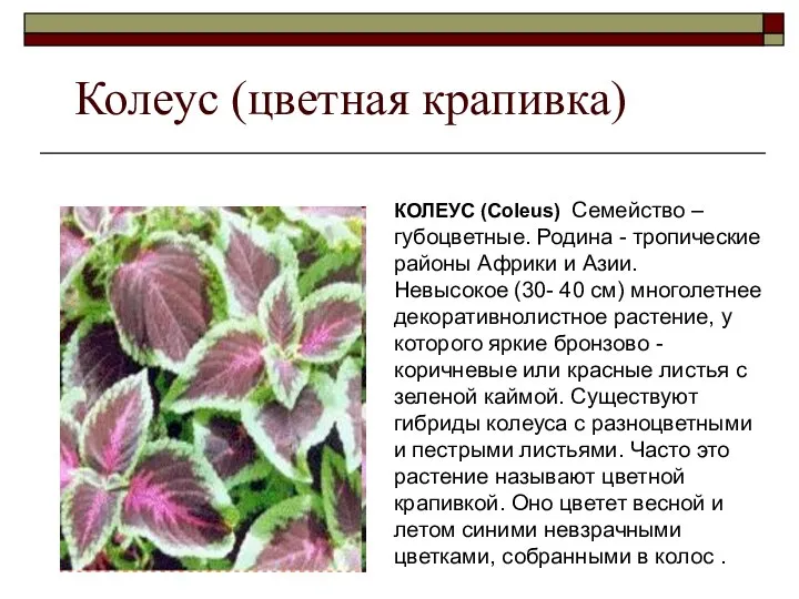 Колеус (цветная крапивка) КОЛЕУС (Coleus) Семейство – губоцветные. Родина - тропические