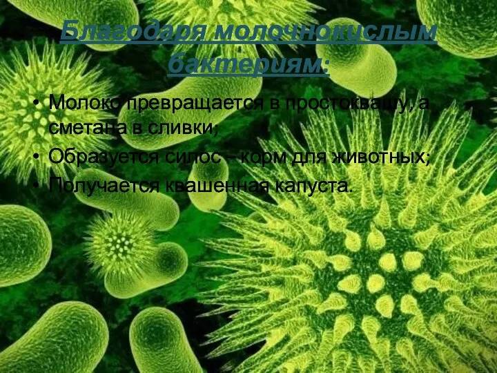 Благодаря молочнокислым бактериям: Молоко превращается в простоквашу, а сметана в сливки;