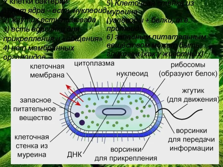 У клетки бактерий: 1) нет ядра – есть нуклеоид 2) жгутик