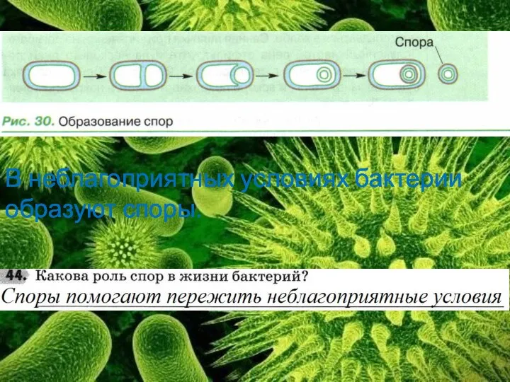 В неблагоприятных условиях бактерии образуют споры.