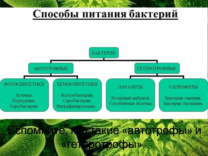 Вспомните, кто такие «автотрофы» и «гетеротрофы».