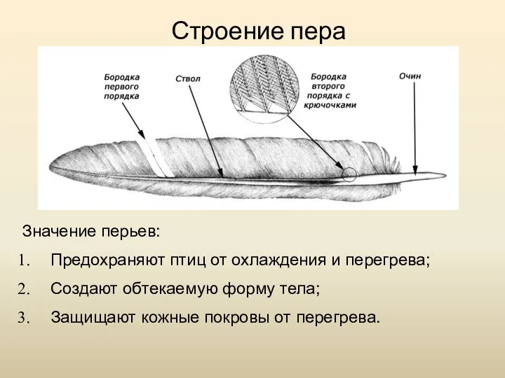 Строение пера Значение перьев: Предохраняют птиц от охлаждения и перегрева; Создают