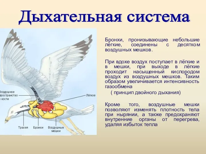 Бронхи, пронизывающие небольшие лёгкие, соединены с десятком воздушных мешков. При вдохе