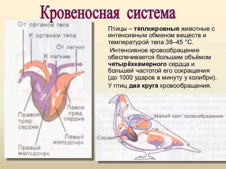 Птицы – теплокровные животные с интенсивным обменом веществ и температурой тела