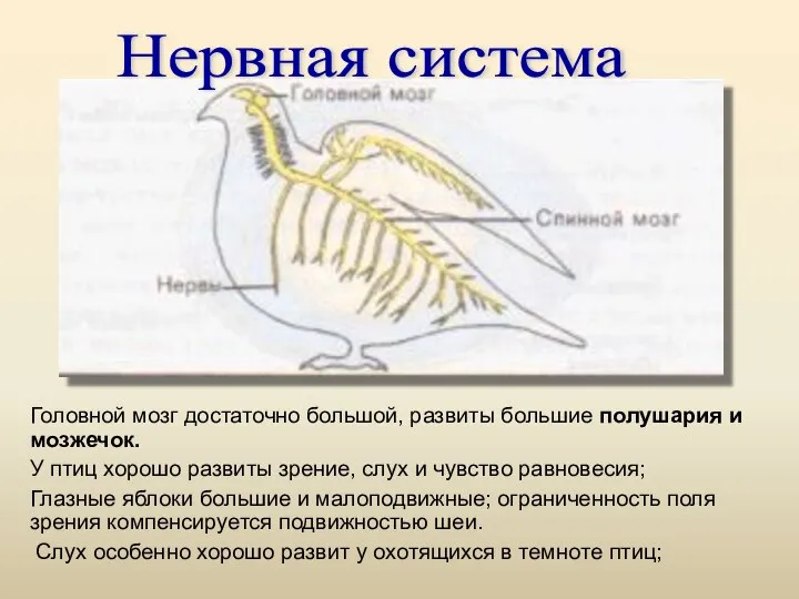 Головной мозг достаточно большой, развиты большие полушария и мозжечок. У птиц