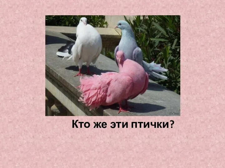 Кто же эти птички?