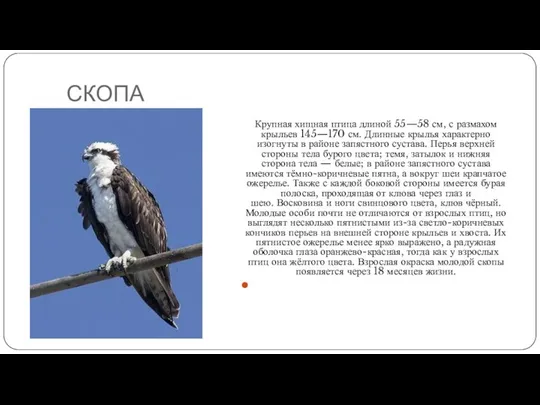 СКОПА Крупная хищная птица длиной 55—58 см, с размахом крыльев 145—170