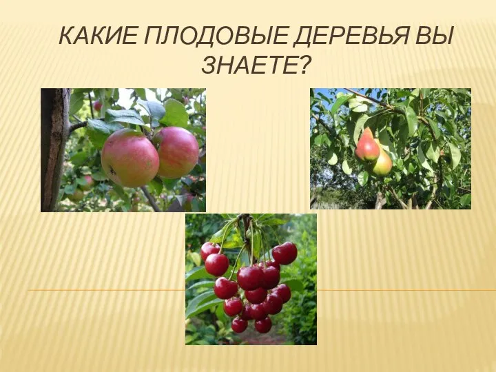 КАКИЕ ПЛОДОВЫЕ ДЕРЕВЬЯ ВЫ ЗНАЕТЕ?