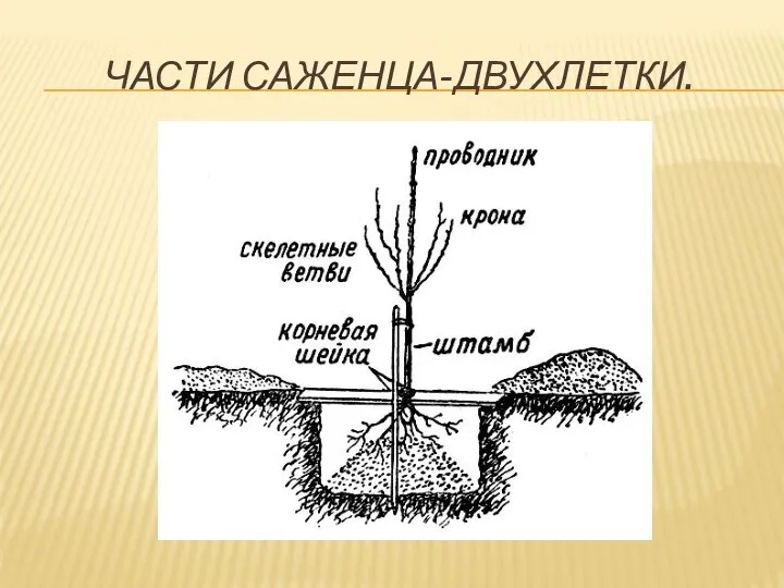 ЧАСТИ САЖЕНЦА-ДВУХЛЕТКИ.