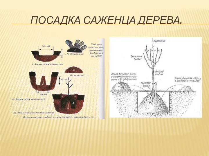 ПОСАДКА САЖЕНЦА ДЕРЕВА.