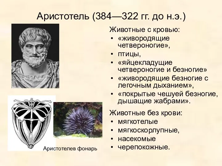 Аристотель (384—322 гг. до н.э.) Животные с кровью: «живородящие четвероногие», птицы,