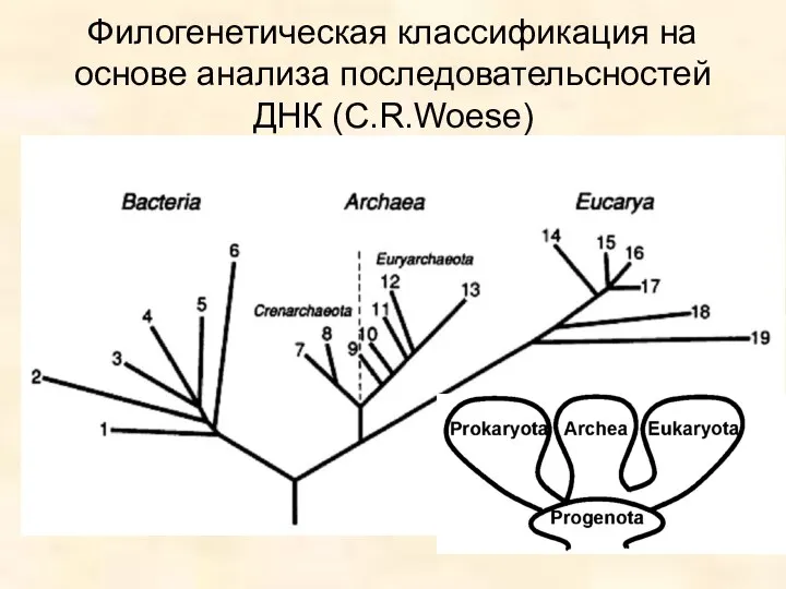 Филогенетическая классификация на основе анализа последовательсностей ДНК (C.R.Woese)