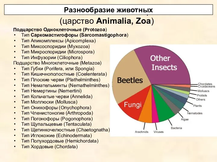 Система животного мира (царство Animalia, Zoa) Подцарство Одноклеточные (Protozoa) Тип Саркомастигофоры