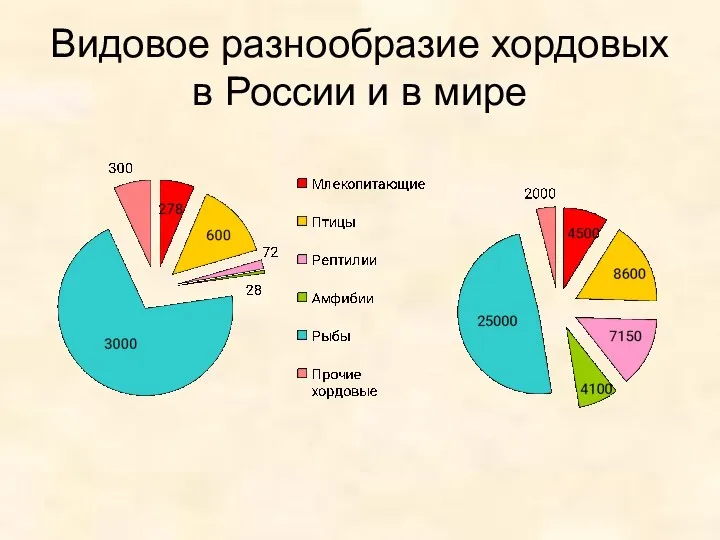 Видовое разнообразие хордовых в России и в мире