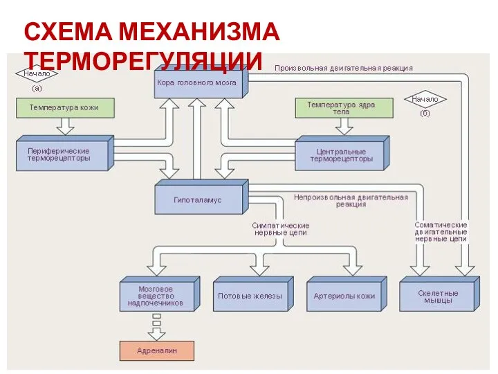 СХЕМА МЕХАНИЗМА ТЕРМОРЕГУЛЯЦИИ