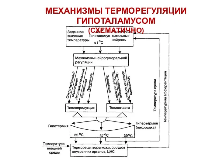 МЕХАНИЗМЫ ТЕРМОРЕГУЛЯЦИИ ГИПОТАЛАМУСОМ (СХЕМАТИЧНО)