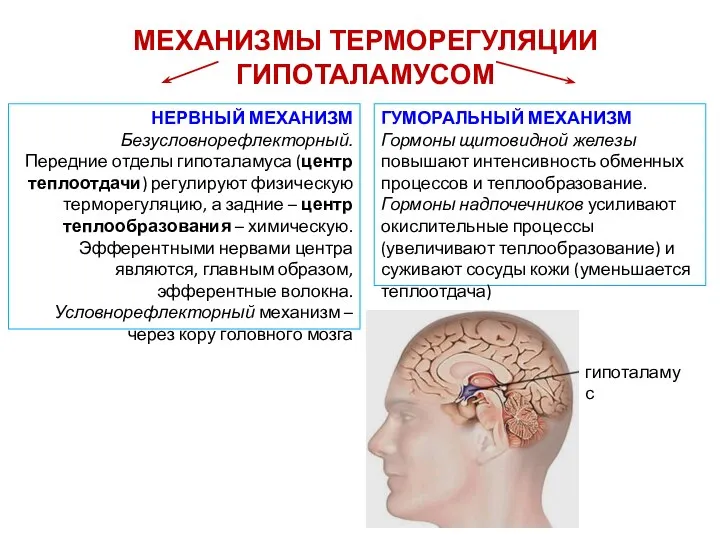 МЕХАНИЗМЫ ТЕРМОРЕГУЛЯЦИИ ГИПОТАЛАМУСОМ НЕРВНЫЙ МЕХАНИЗМ Безусловнорефлекторный. Передние отделы гипоталамуса (центр теплоотдачи)