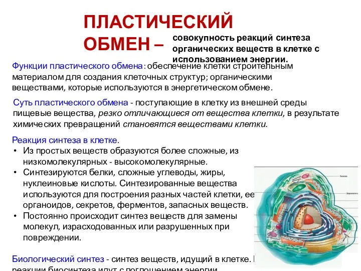 Функции пластического обмена: обеспечение клетки строительным материалом для создания клеточных структур;