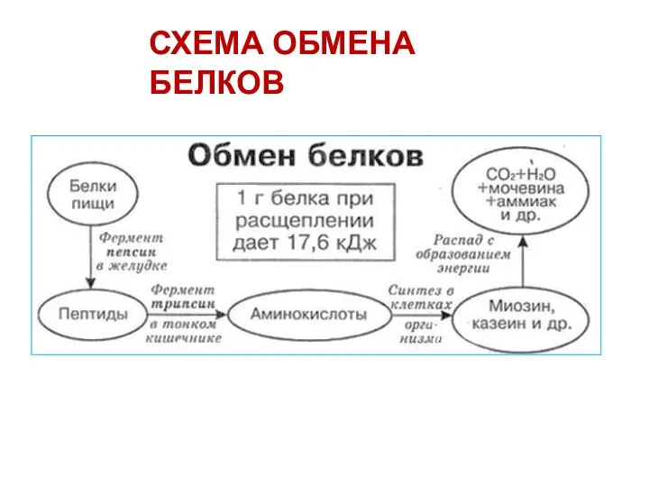 СХЕМА ОБМЕНА БЕЛКОВ