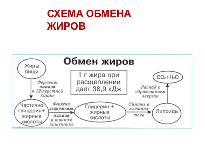 СХЕМА ОБМЕНА ЖИРОВ