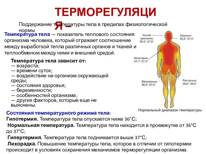 ТЕРМОРЕГУЛЯЦИЯ – Поддержание температуры тела в пределах физиологической нормы Температура тела