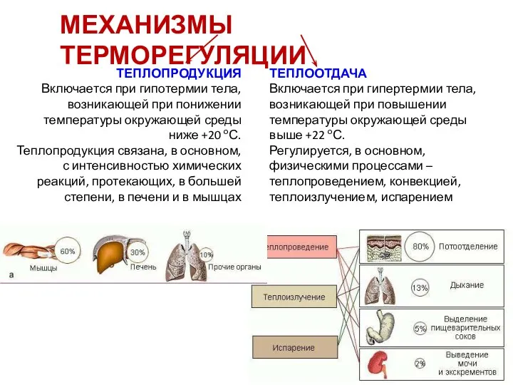 МЕХАНИЗМЫ ТЕРМОРЕГУЛЯЦИИ ТЕПЛОПРОДУКЦИЯ Включается при гипотермии тела, возникающей при понижении температуры