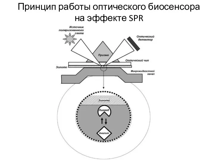 Принцип работы оптического биосенсора на эффекте SPR