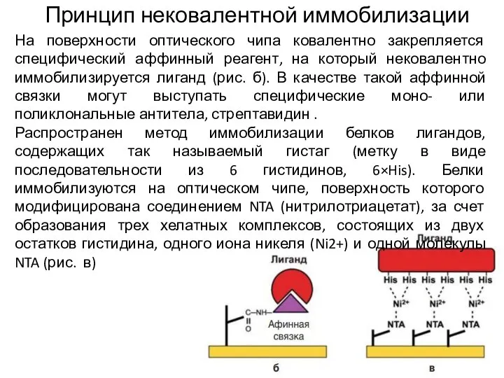 Принцип нековалентной иммобилизации На поверхности оптического чипа ковалентно закрепляется специфический аффинный