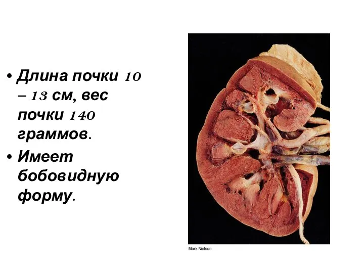 Длина почки 10 – 13 см, вес почки 140 граммов. Имеет бобовидную форму.