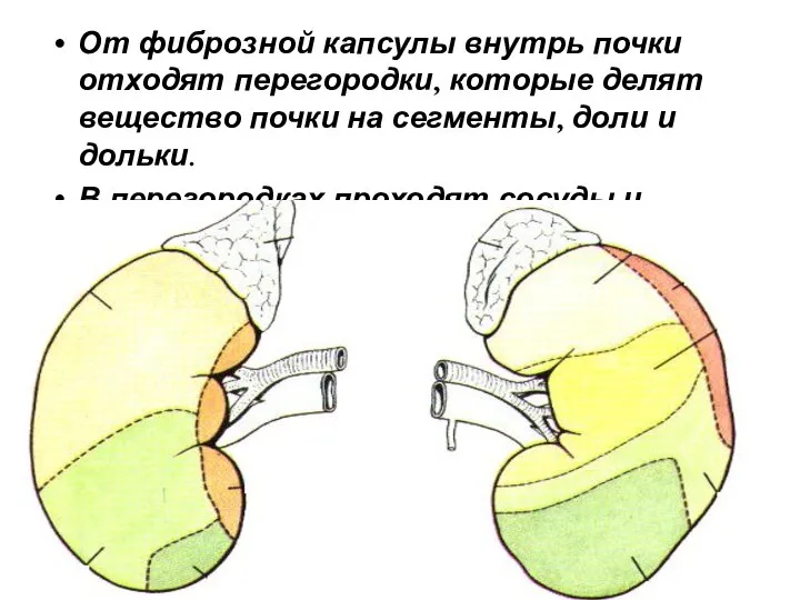 От фиброзной капсулы внутрь почки отходят перегородки, которые делят вещество почки