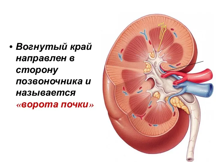 Вогнутый край направлен в сторону позвоночника и называется «ворота почки»