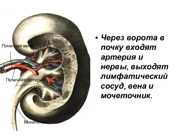 Через ворота в почку входят артерия и нервы, выходят лимфатический сосуд,