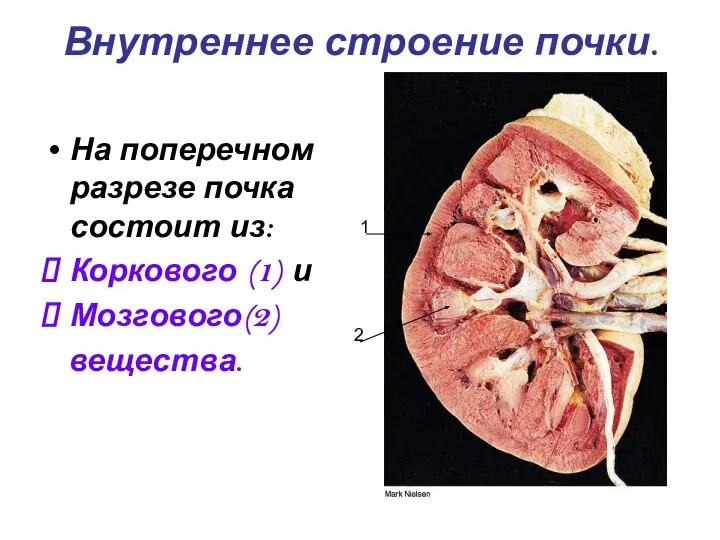 Внутреннее строение почки. На поперечном разрезе почка состоит из: Коркового (1) и Мозгового(2) вещества. 1 2