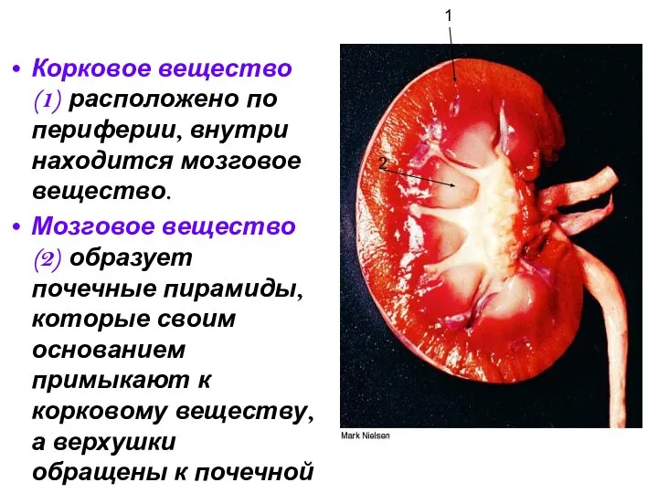 Корковое вещество(1) расположено по периферии, внутри находится мозговое вещество. Мозговое вещество(2)