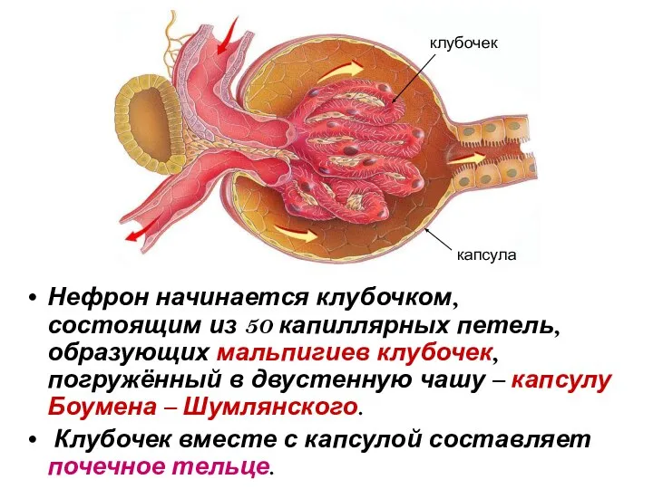 Нефрон начинается клубочком, состоящим из 50 капиллярных петель, образующих мальпигиев клубочек,