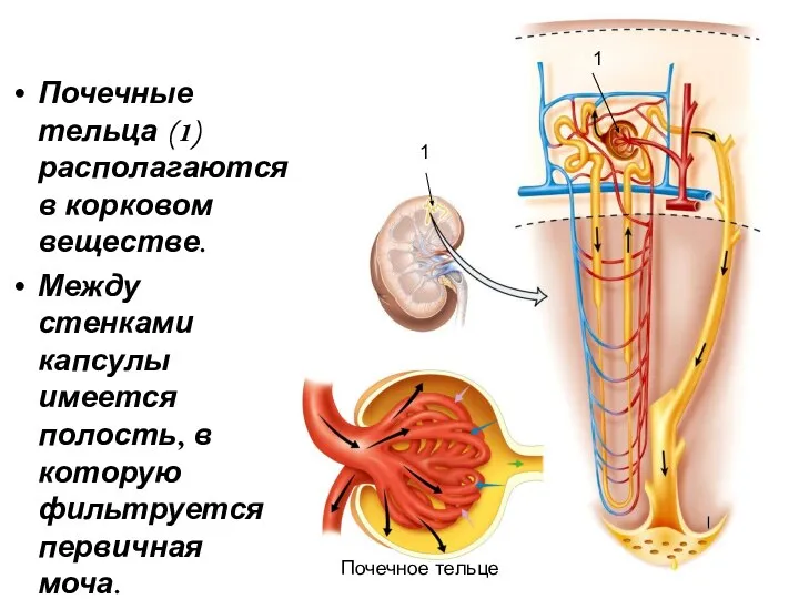 Почечные тельца (1) располагаются в корковом веществе. Между стенками капсулы имеется