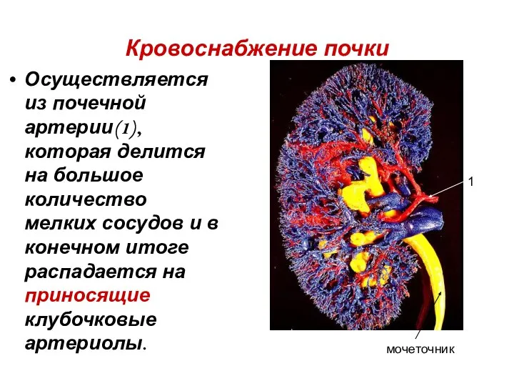 Кровоснабжение почки Осуществляется из почечной артерии(1), которая делится на большое количество