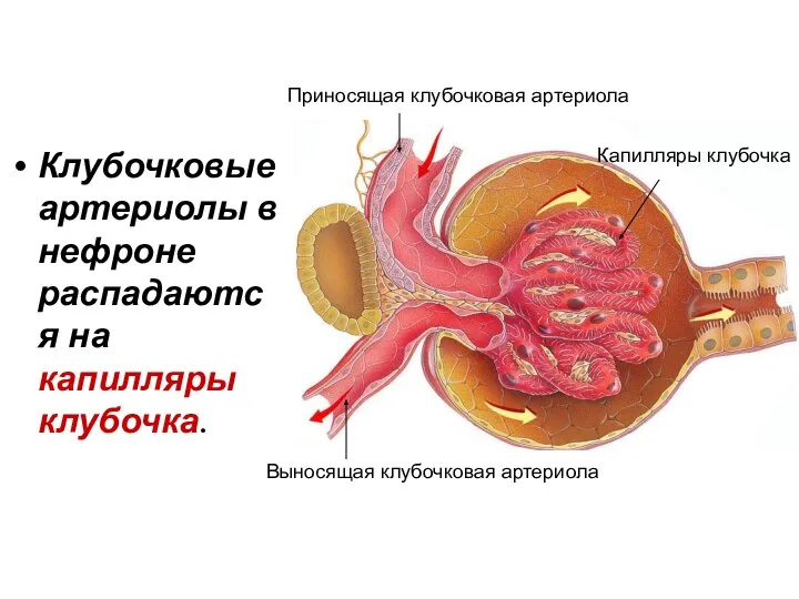 Клубочковые артериолы в нефроне распадаются на капилляры клубочка. Приносящая клубочковая артериола Выносящая клубочковая артериола Капилляры клубочка