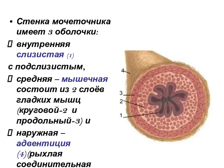 Стенка мочеточника имеет 3 оболочки: внутренняя слизистая (1) с подслизистым, средняя