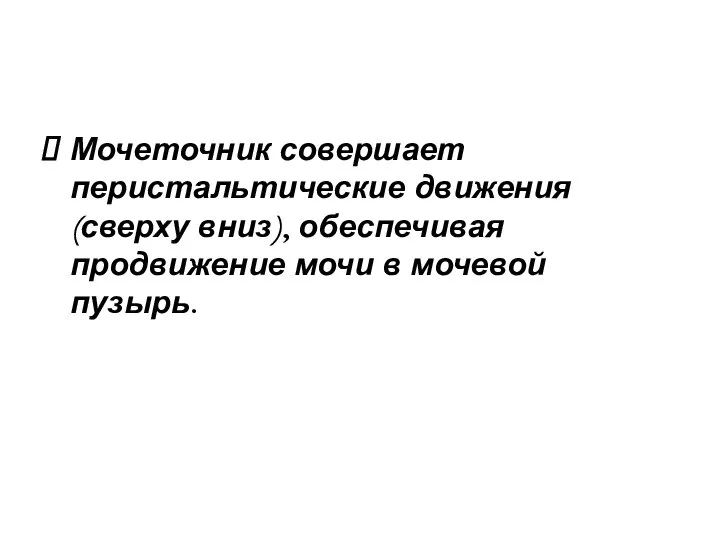 Мочеточник совершает перистальтические движения (сверху вниз), обеспечивая продвижение мочи в мочевой пузырь.