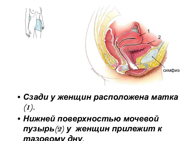 Сзади у женщин расположена матка (1). Нижней поверхностью мочевой пузырь(2) у