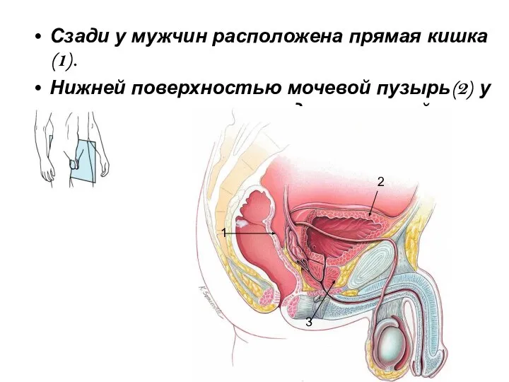 Сзади у мужчин расположена прямая кишка(1). Нижней поверхностью мочевой пузырь(2) у