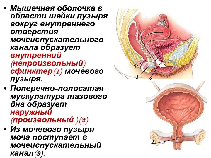 Мышечная оболочка в области шейки пузыря вокруг внутреннего отверстия мочеиспускательного канала