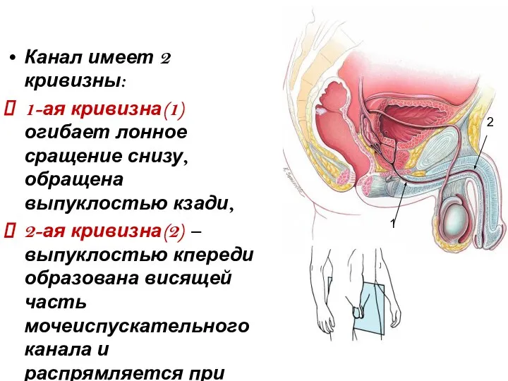 Канал имеет 2 кривизны: 1-ая кривизна(1) огибает лонное сращение снизу, обращена