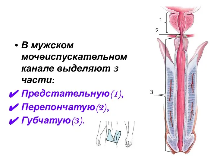 В мужском мочеиспускательном канале выделяют 3 части: Предстательную(1), Перепончатую(2), Губчатую(3). 1 2 3