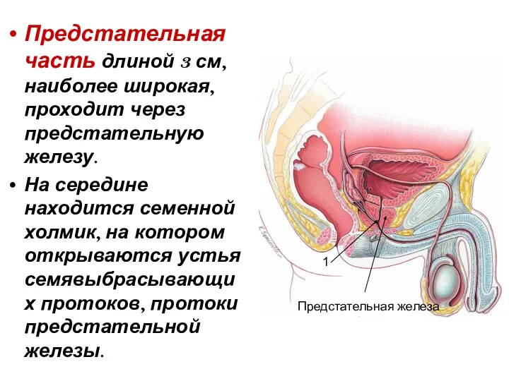 Предстательная часть длиной 3 см, наиболее широкая, проходит через предстательную железу.