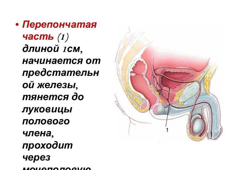 Перепончатая часть (1) длиной 1см, начинается от предстательной железы, тянется до