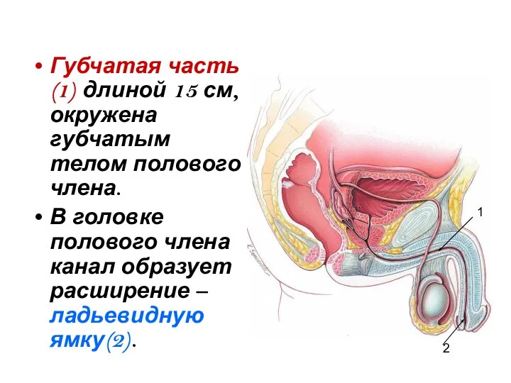 Губчатая часть(1) длиной 15 см, окружена губчатым телом полового члена. В