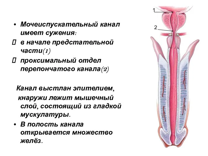 Мочеиспускательный канал имеет сужения: в начале предстательной части(1) проксимальный отдел перепончатого